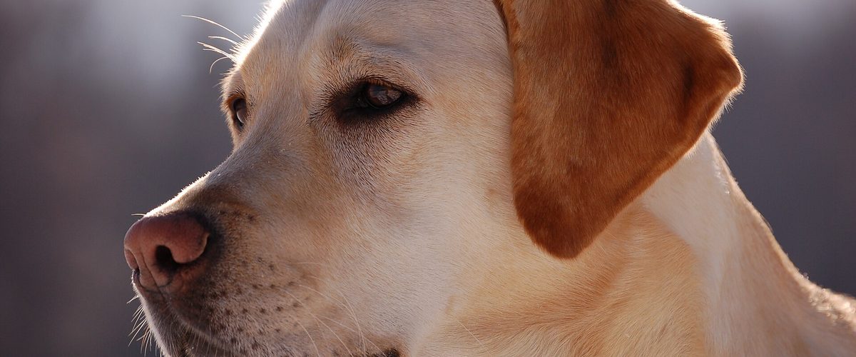 Labrador retriever di profilo, con il naso in primo piano
